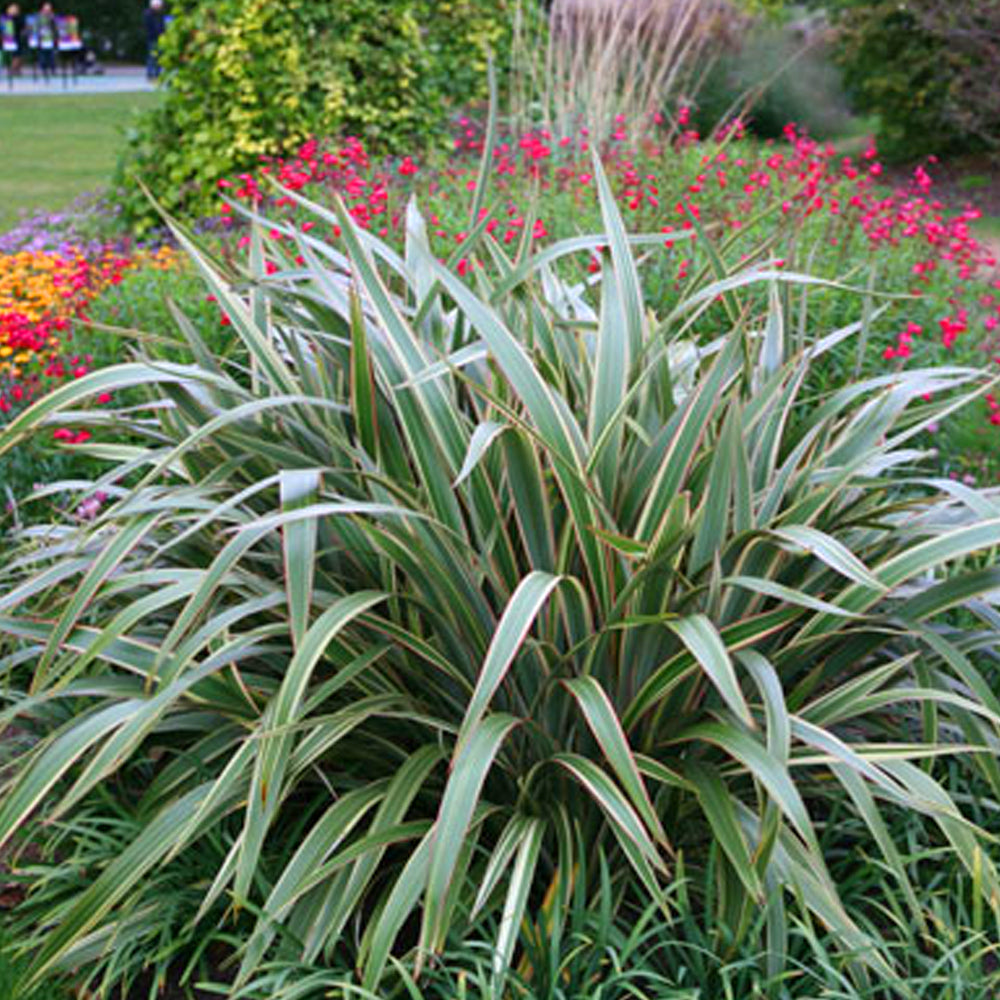 Phormium Tricolor (9cm)