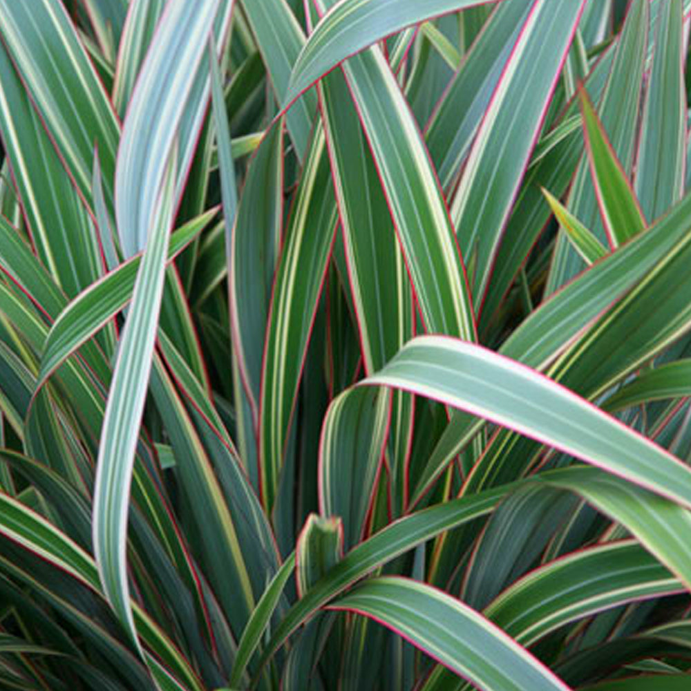 Phormium Tricolor (9cm)