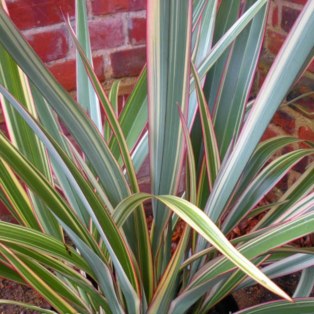 Phormium Tricolor (9cm)