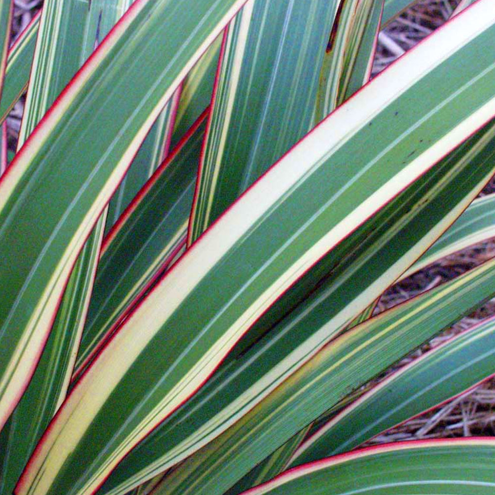 Phormium Tricolor (9cm)