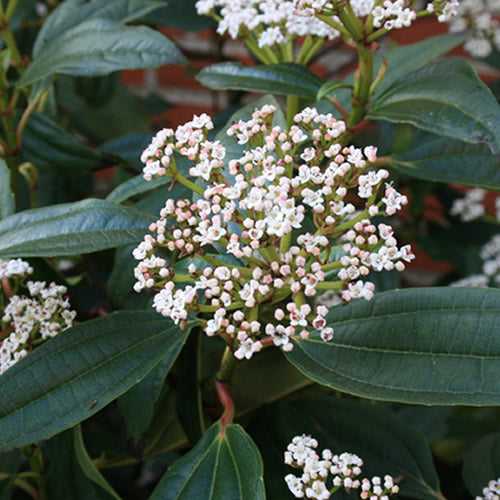Viburnum Davidii (9cm)