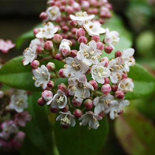 Viburnum Eve Price (9cm)