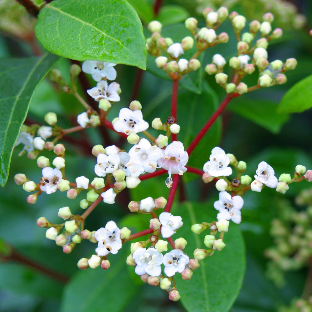 Viburnum French White (9cm)