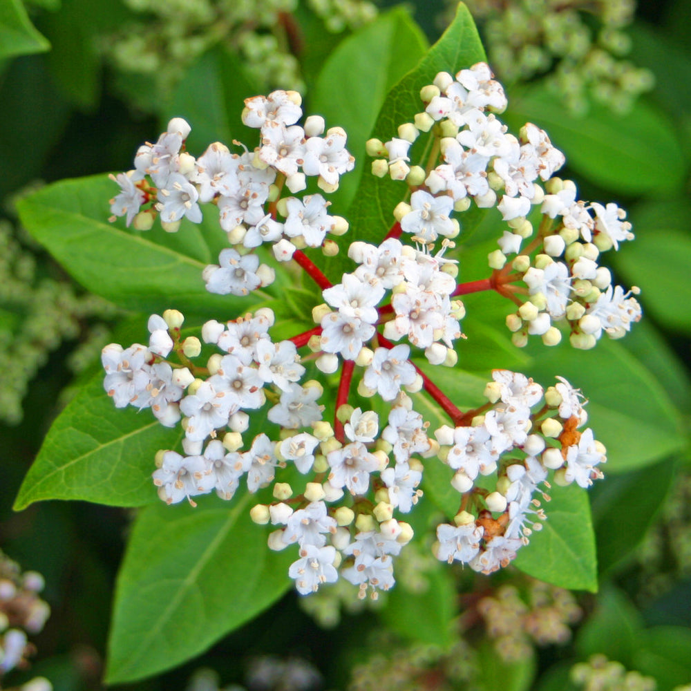 Viburnum French White (9cm)