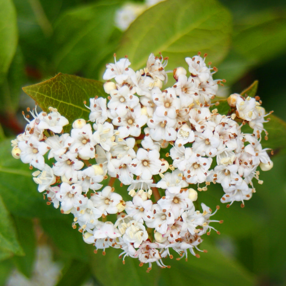 Viburnum French White (9cm)