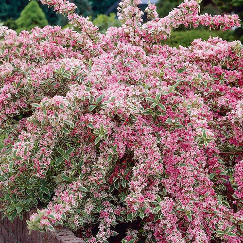 Weigela Variegata (9cm)