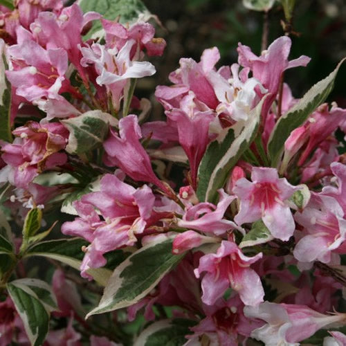 Weigela Variegata (9cm)