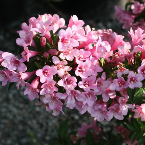 Weigela Pink Poppet (9cm)