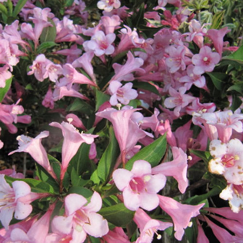 Weigela Pink Poppet (9cm)