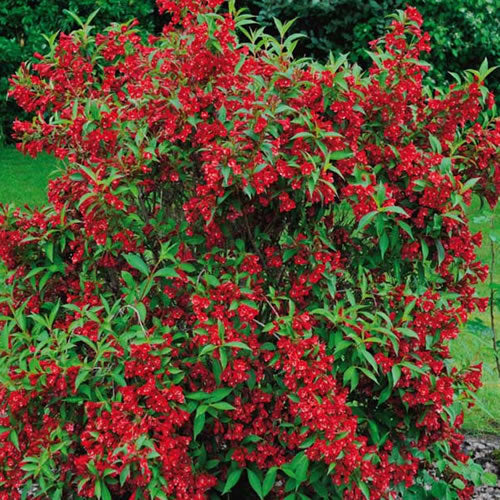 Weigela Red Prince (9cm)