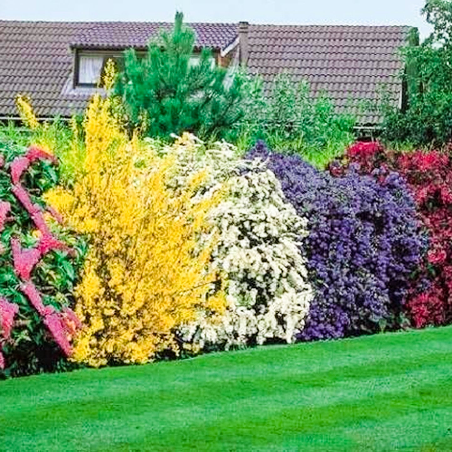 Flowering Hedge Plants (9cm, Pack of 5)