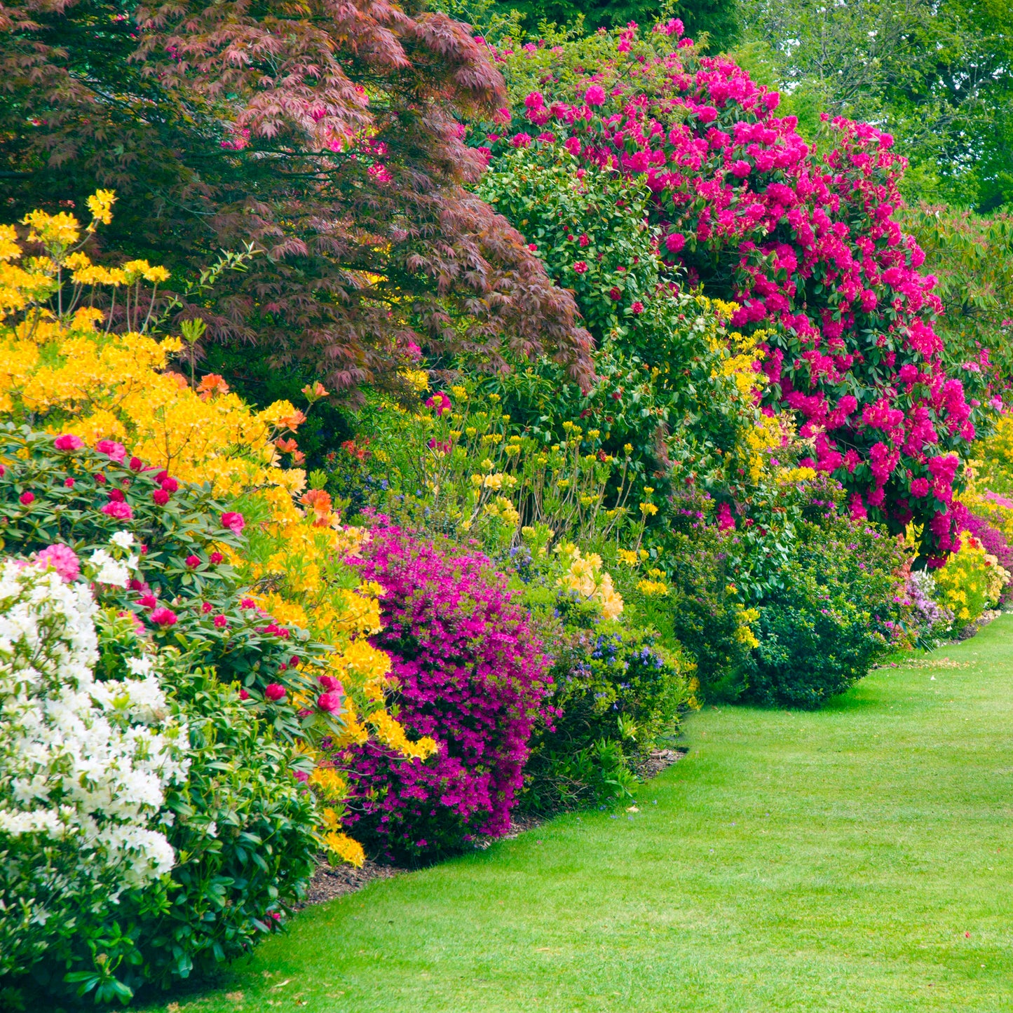 Flowering Hedge Plants (9cm, Pack of 5)