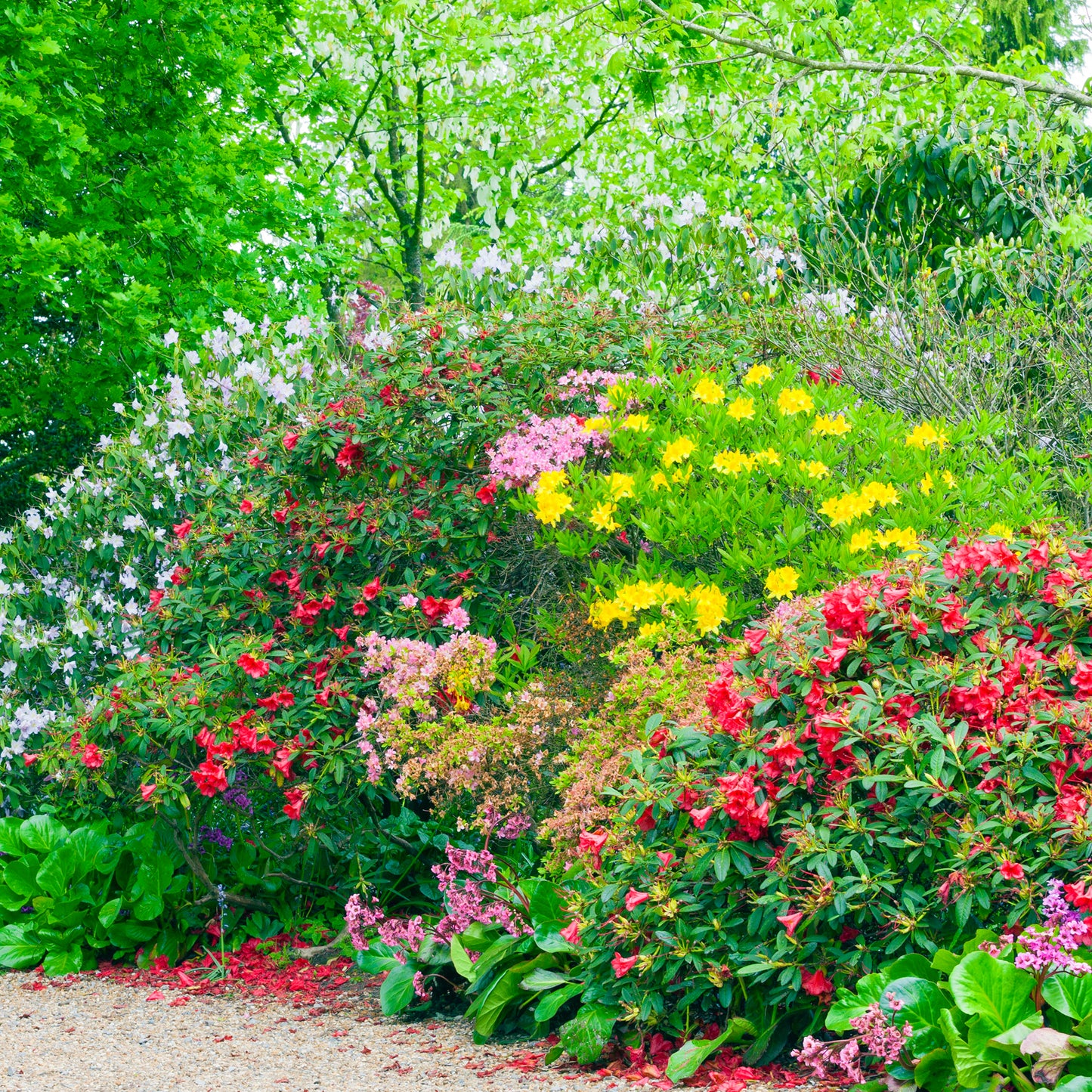 Flowering Hedge Plants (9cm, Pack of 5)