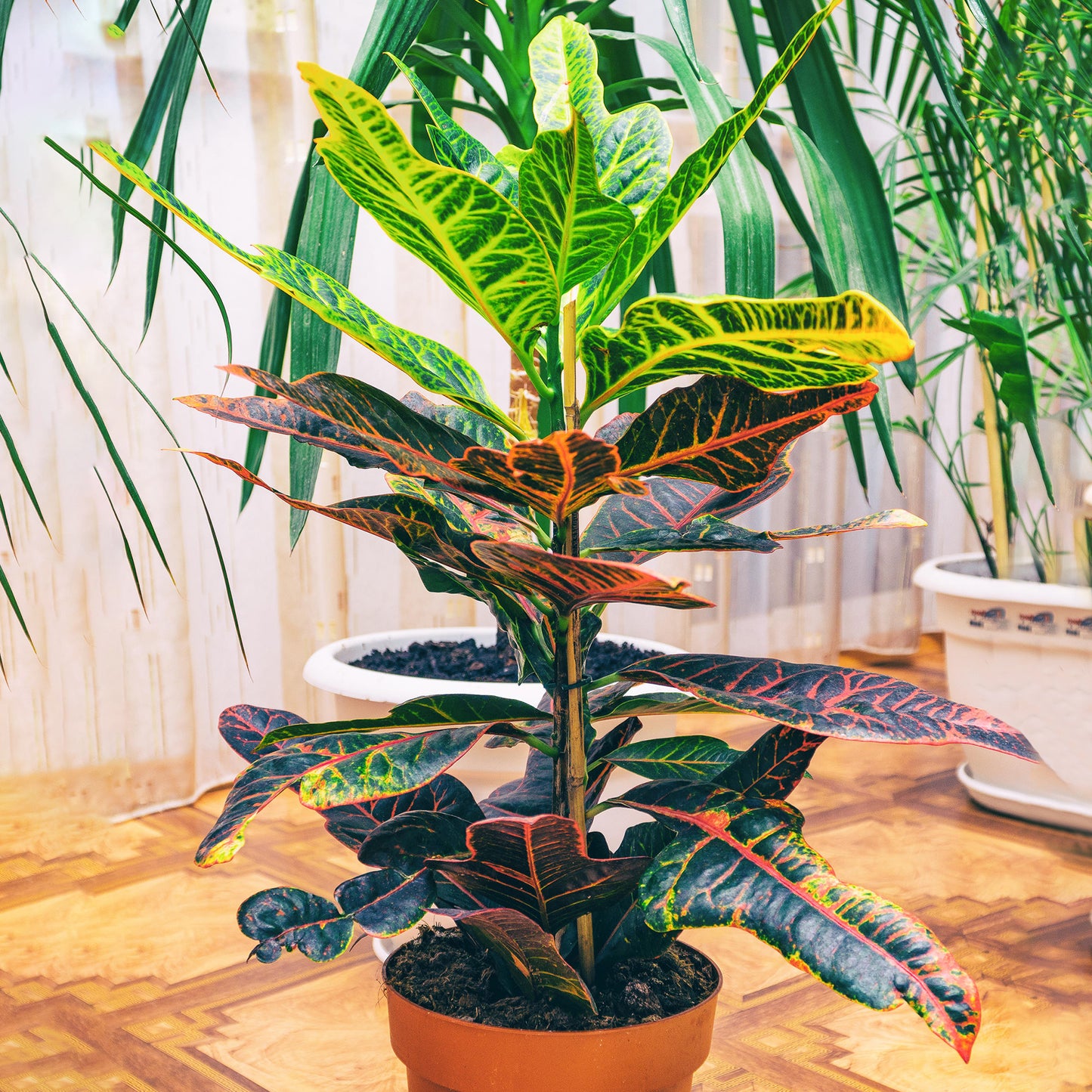 Codiaeum variegatum Excellent (12cm) V4