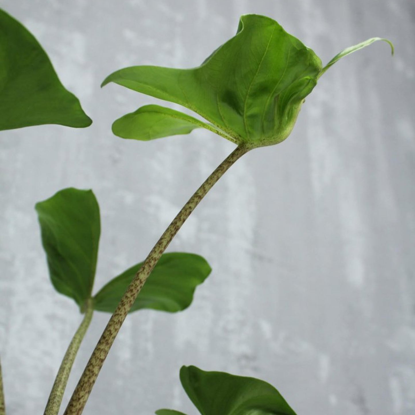 Alocasia Stingray (12cm) V2