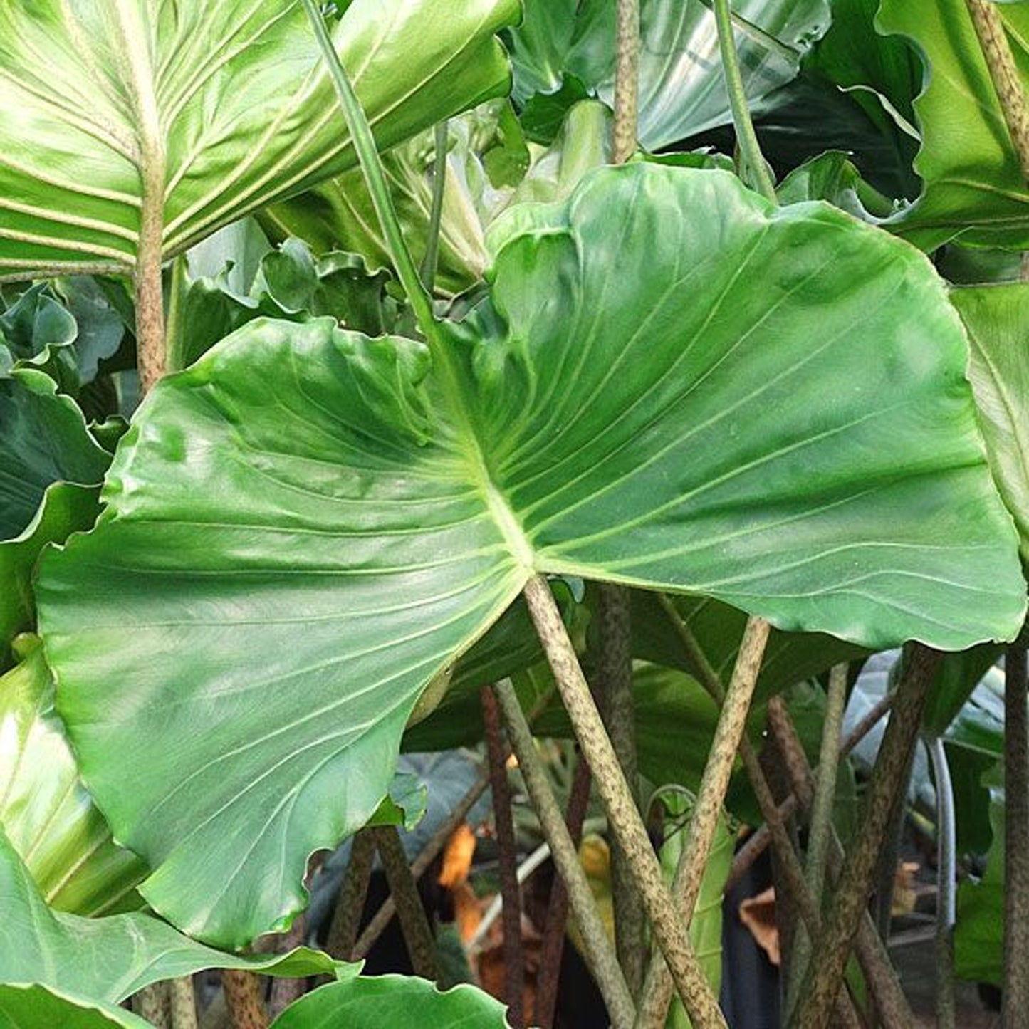 Alocasia Stingray