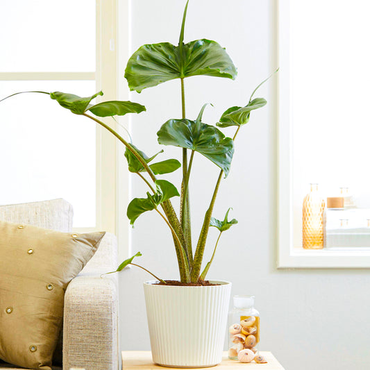 Alocasia Stingray (12cm) V1