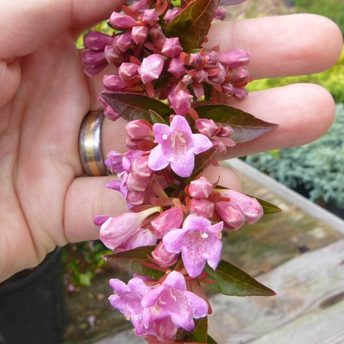 Abelia Edward Goucher (9cm)