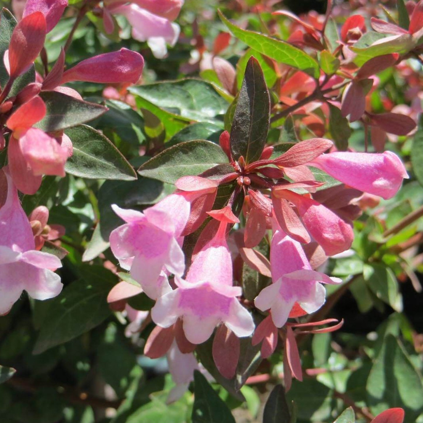 Abelia Edward Goucher (9cm)