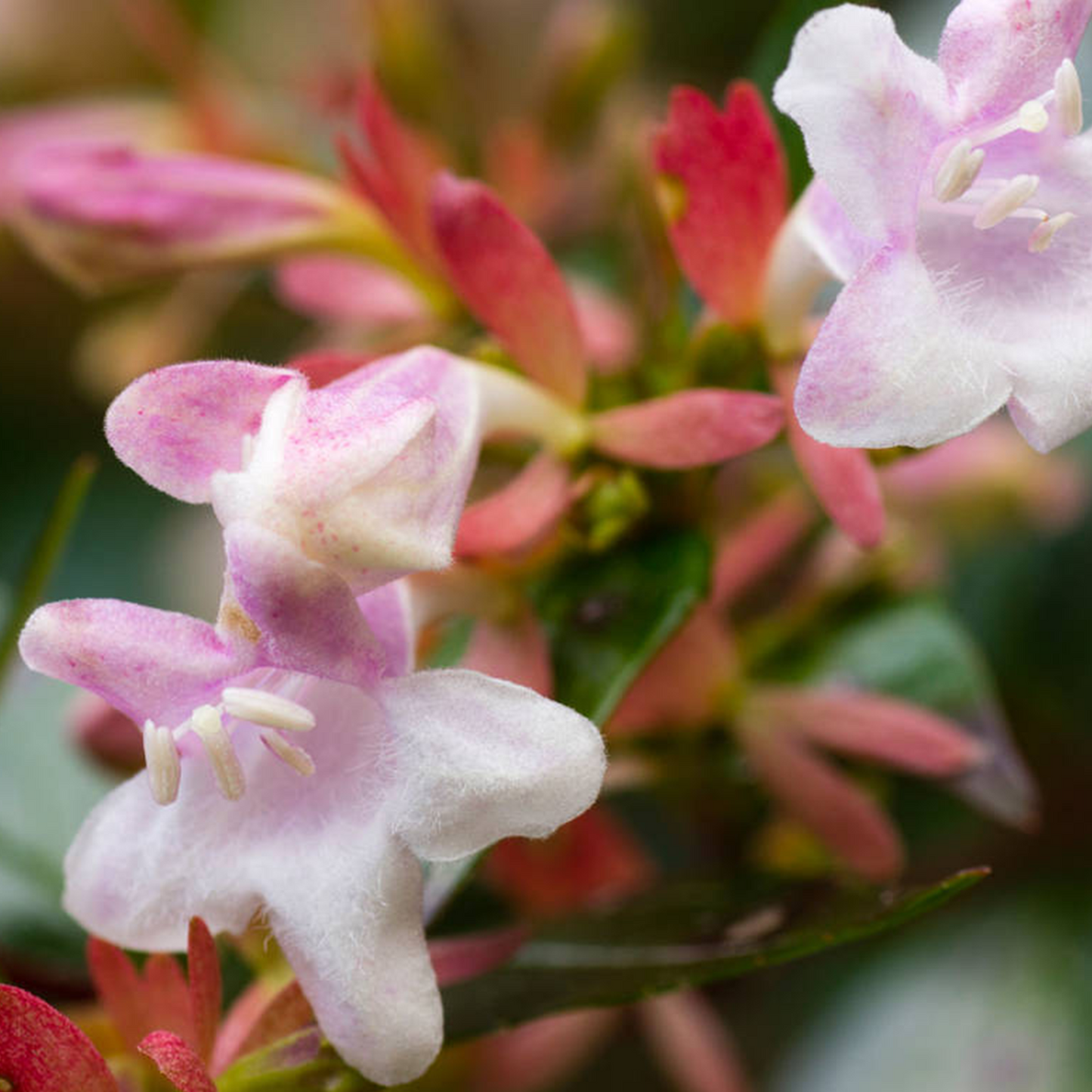 Abelia Edward Goucher (9cm)