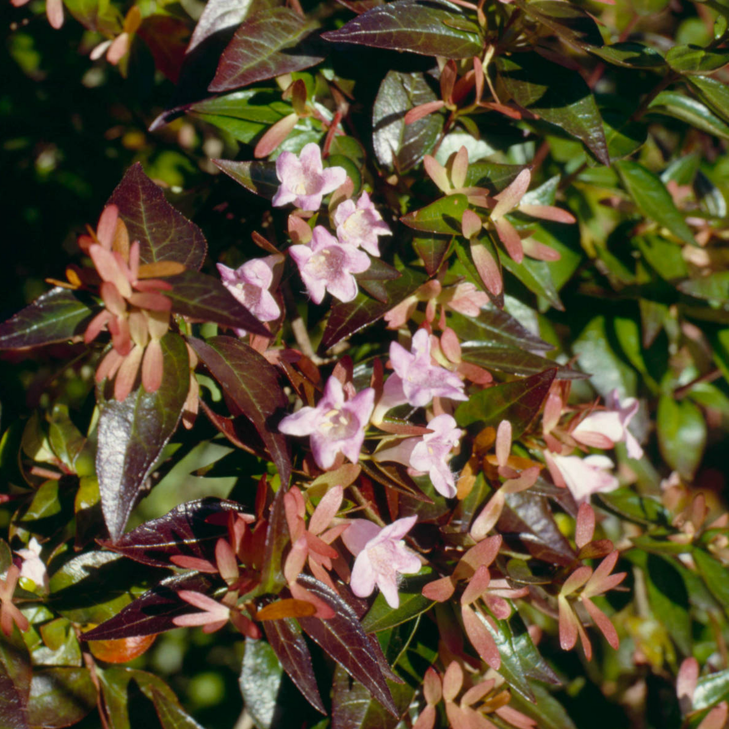 Abelia Edward Goucher (9cm)