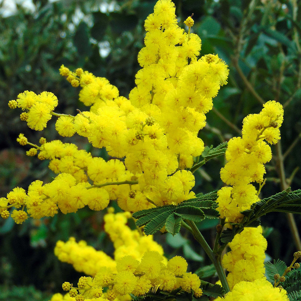 Acacia dealbata Gaulois Astier Tree (12L, 5-6ft)