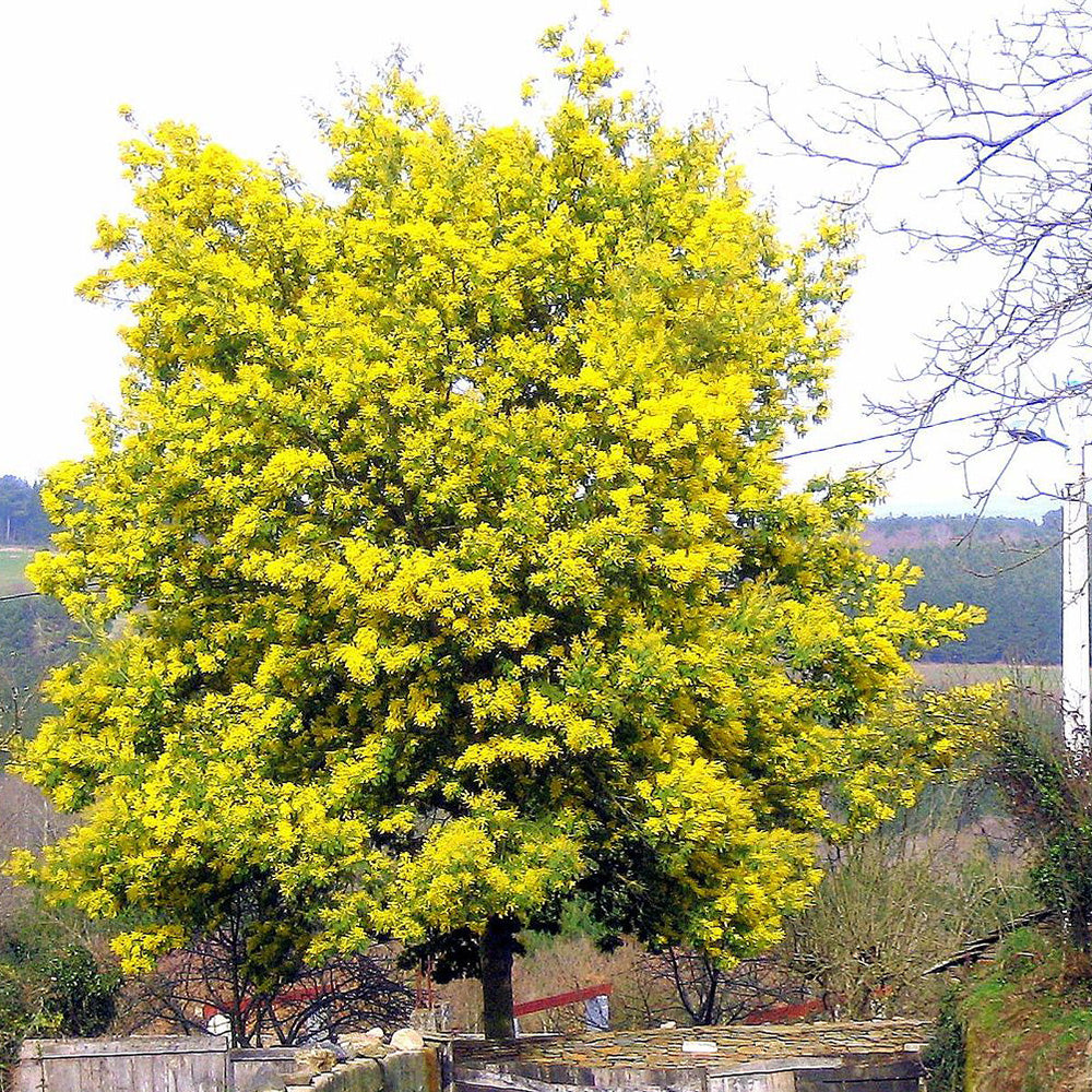 Acacia dealbata Gaulois Astier Tree (12L, 5-6ft)