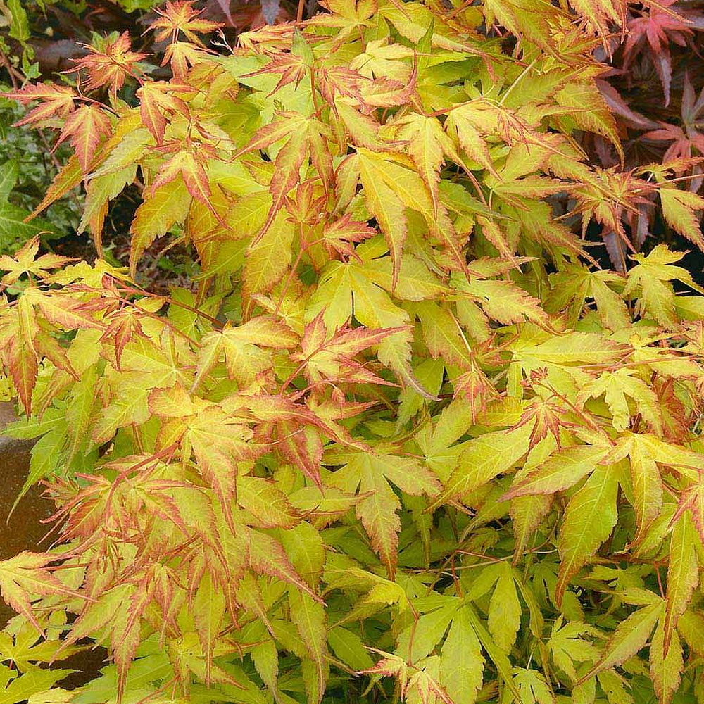 Acer Katsura (9cm)