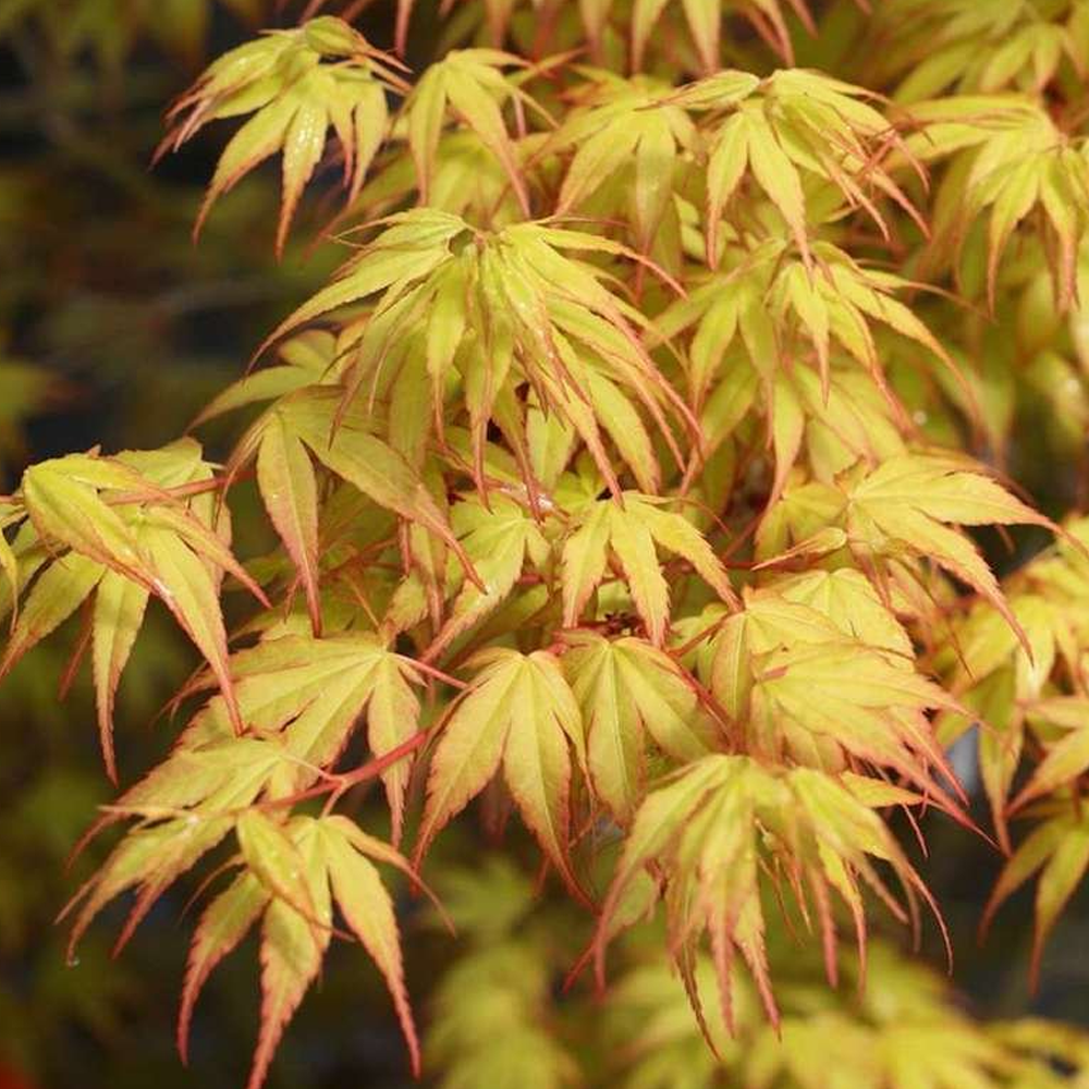 Acer Katsura (9cm)