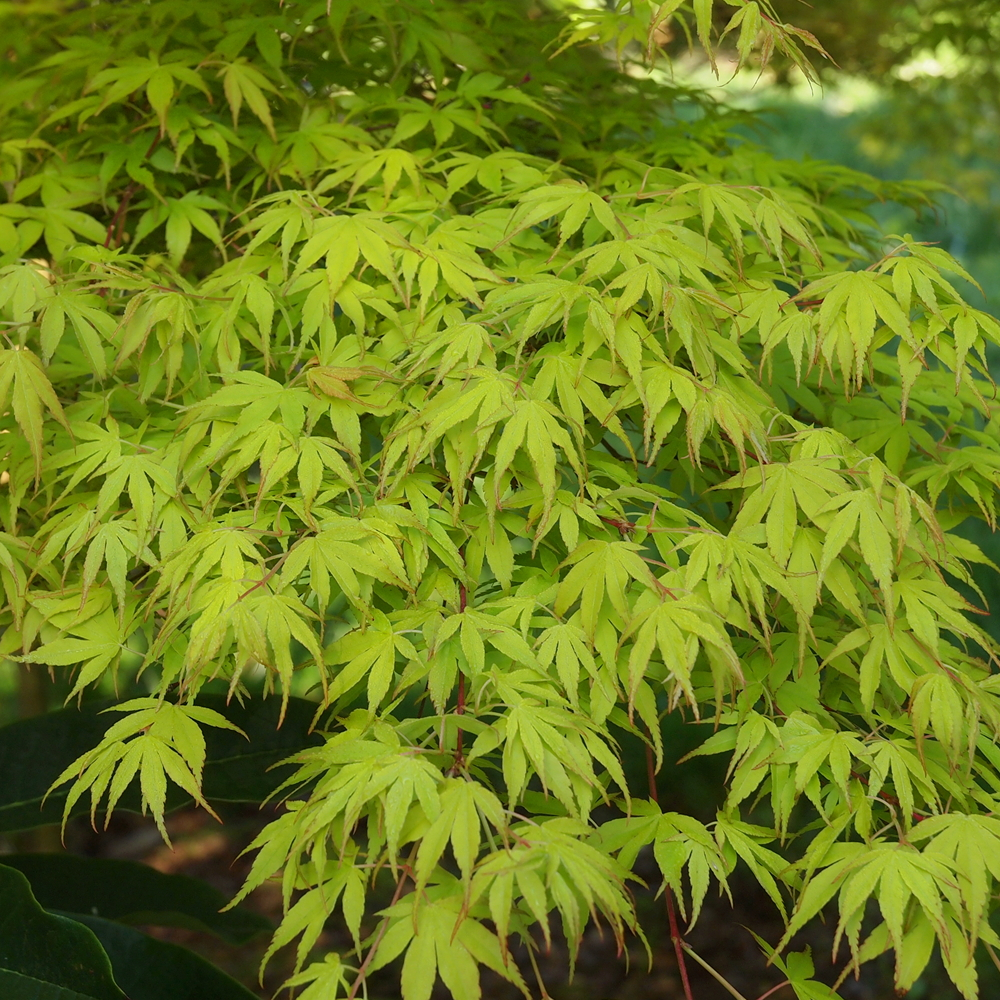 Acer Katsura (9cm)
