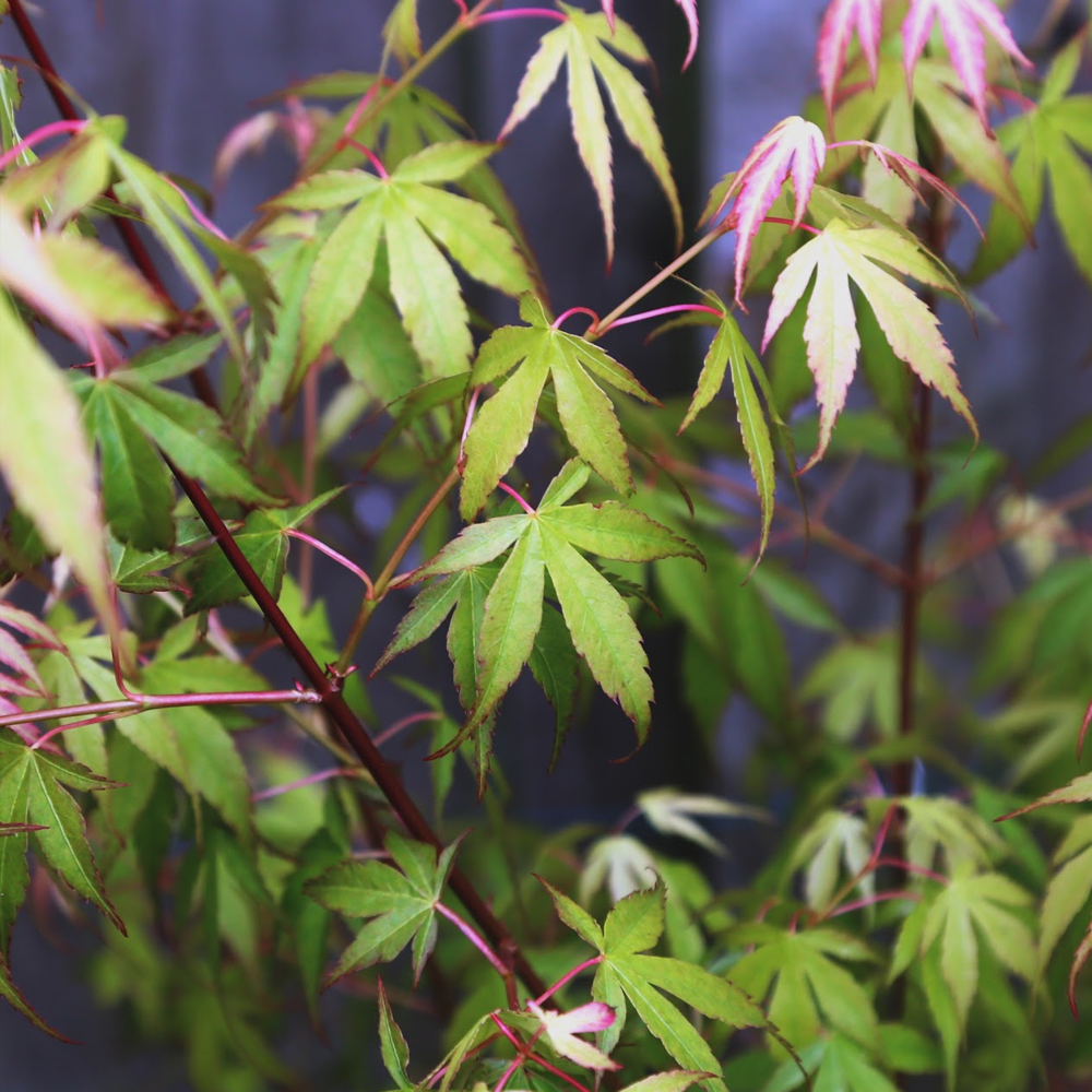 Acer Katsura (9cm)