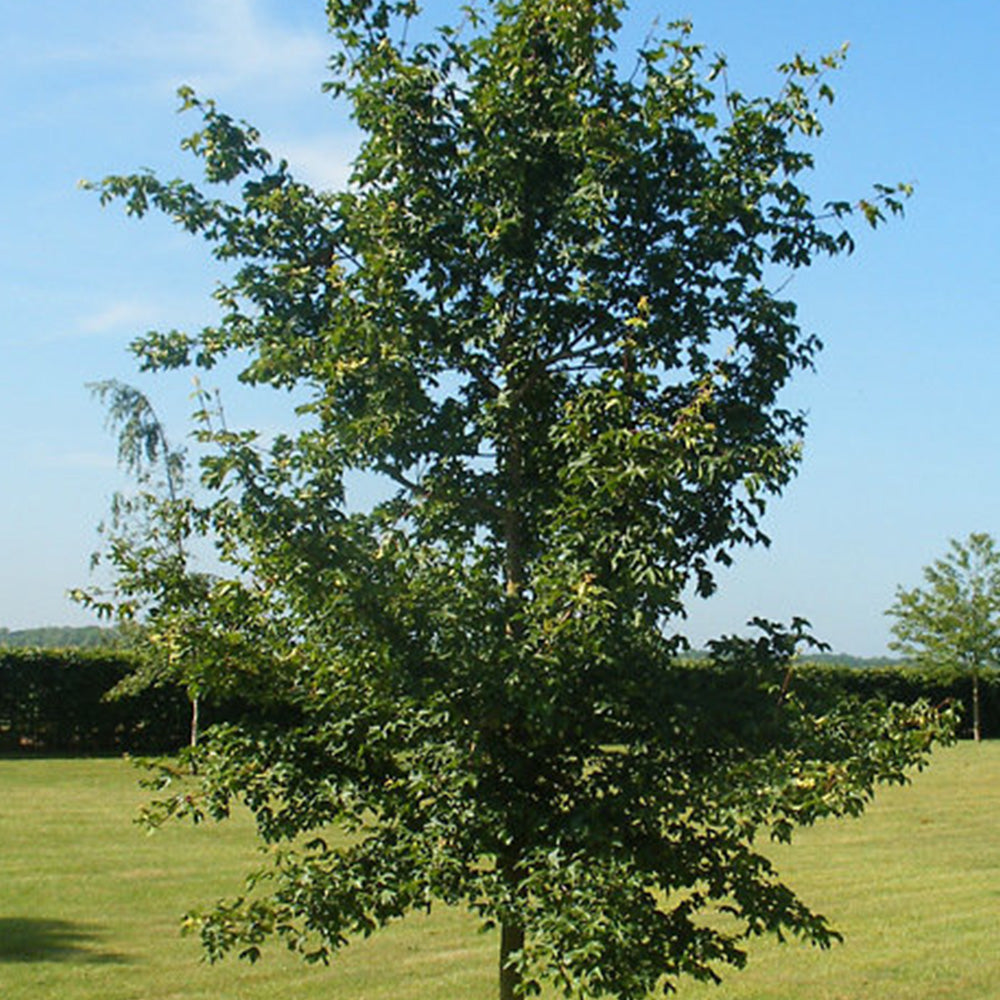 Acer Campestre Tree (12L, 5-6ft)