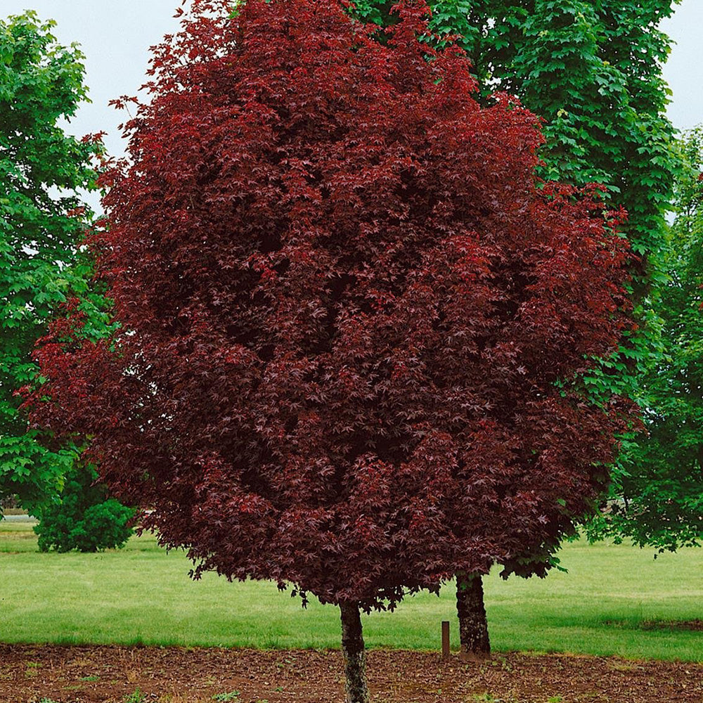 Acer Crimson Sentry Tree (12L, 5-6ft)
