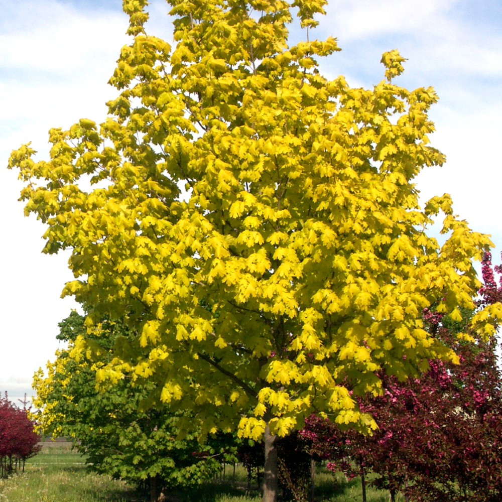 Acer Princeton Gold Tree (12L, 5-6ft)