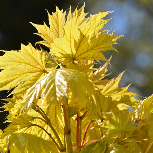 Acer Princeton Gold Tree (12L, 5-6ft)