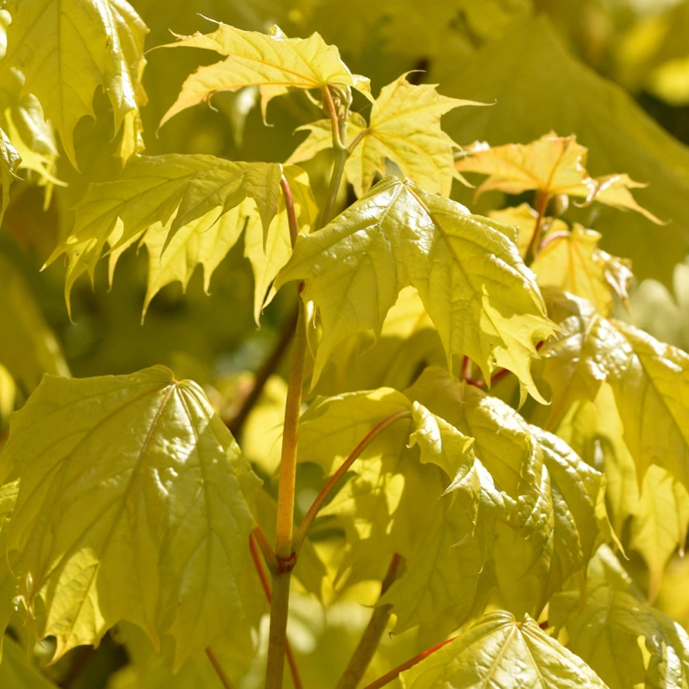 Acer Princeton Gold Tree (12L, 5-6ft)