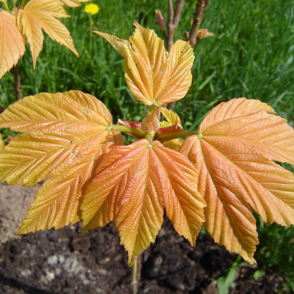 Acer Brilliantissimum Tree (12L, 5-6ft)