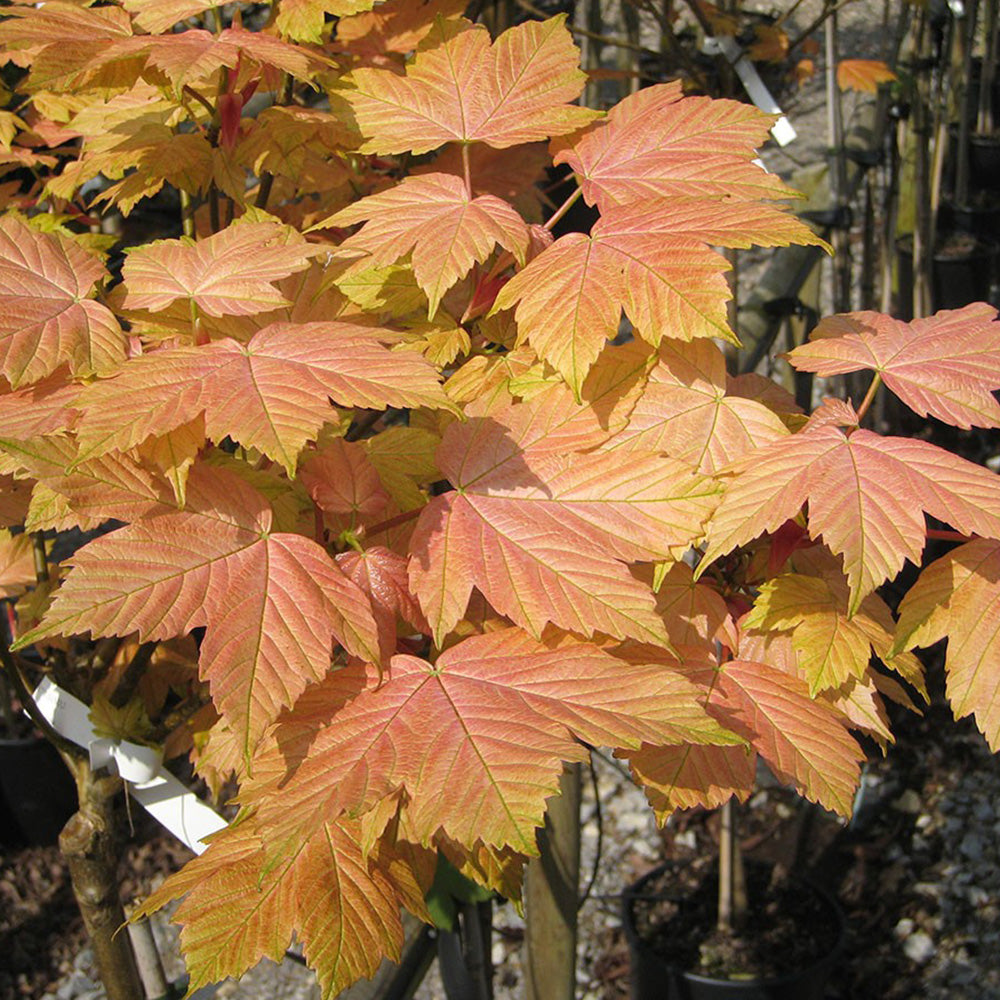 Acer Brilliantissimum Tree (12L, 5-6ft)