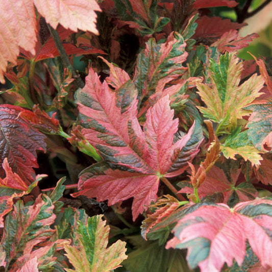 Acer pseudoplatanus 'Prinz Handjery' (10L, 5-6ft)