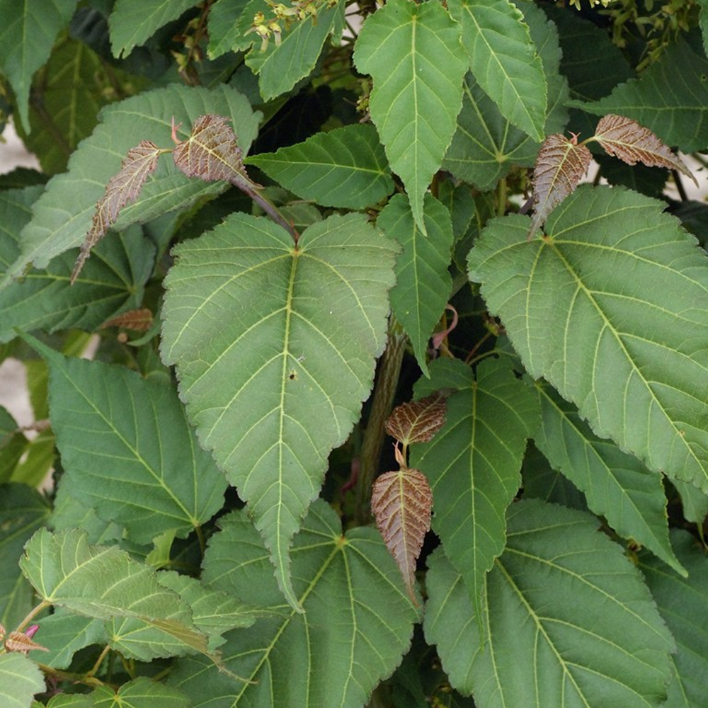 Acer Viper Tree (12L, 5-6ft)