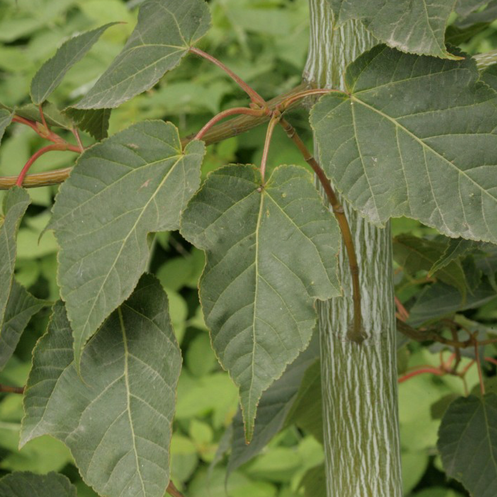 Acer Viper Tree (12L, 5-6ft)