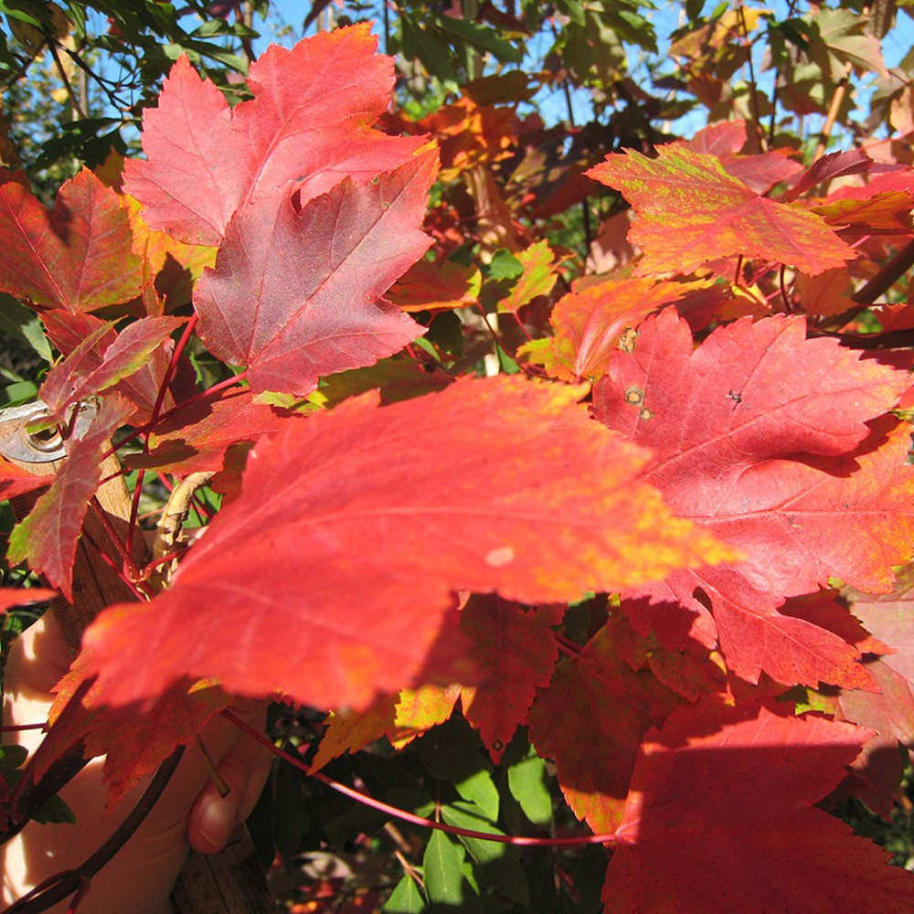 Acer Summer Red Tree (12L, 5-6ft)