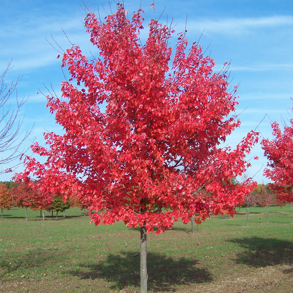 Acer Summer Red Tree (12L, 5-6ft)