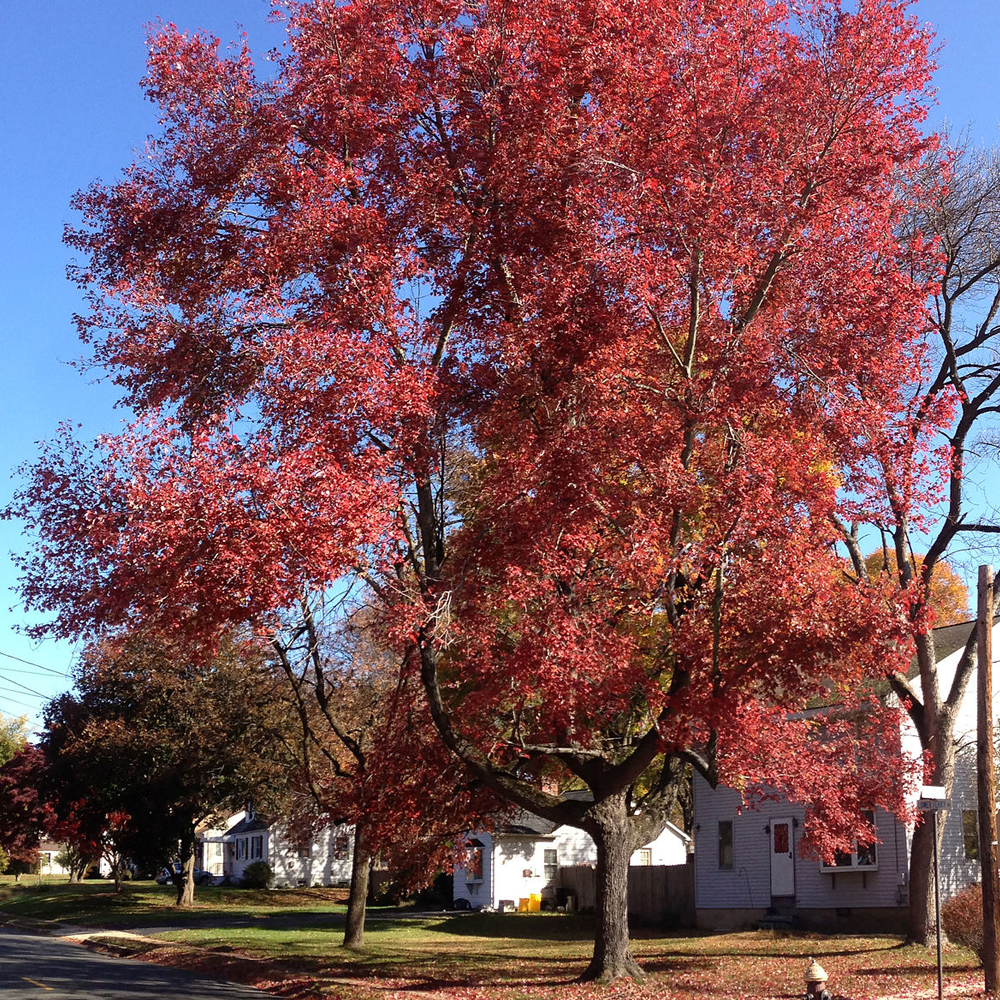 Acer Summer Red Tree (12L, 5-6ft)