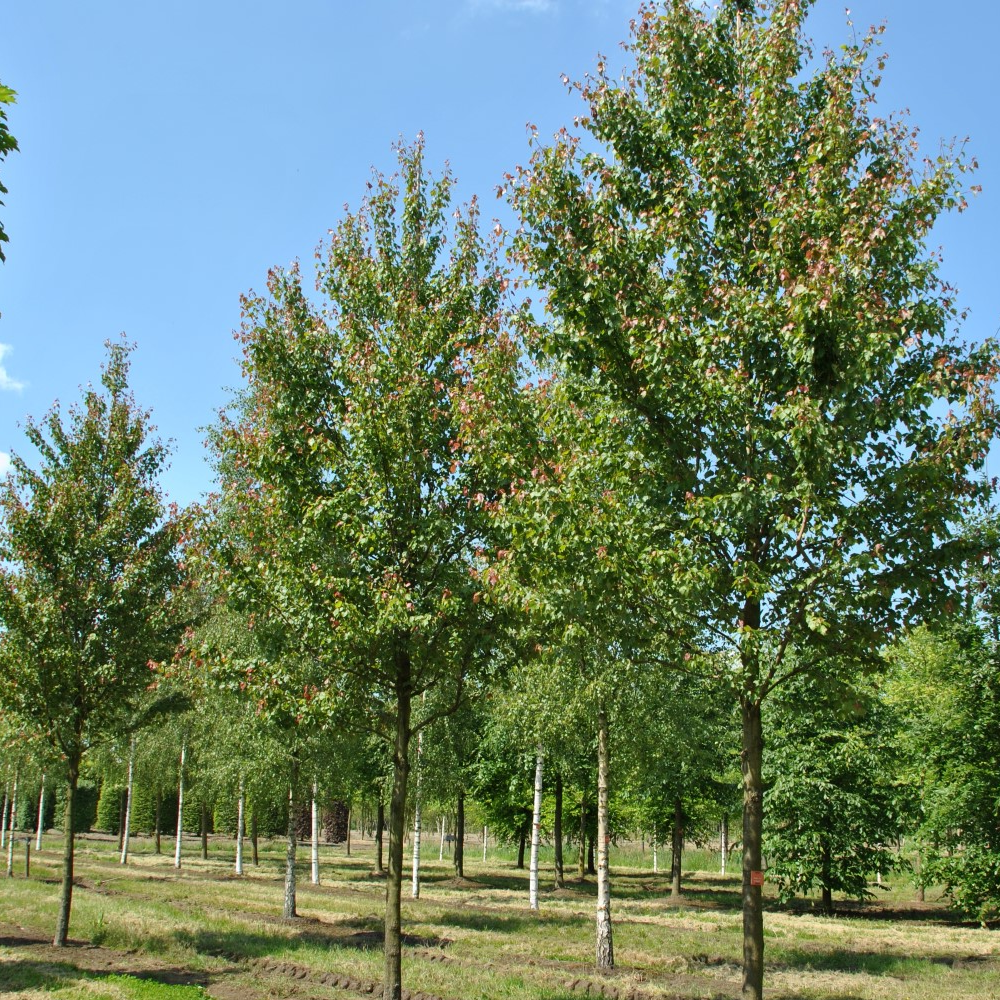 Acer Summer Red Tree (12L, 5-6ft)