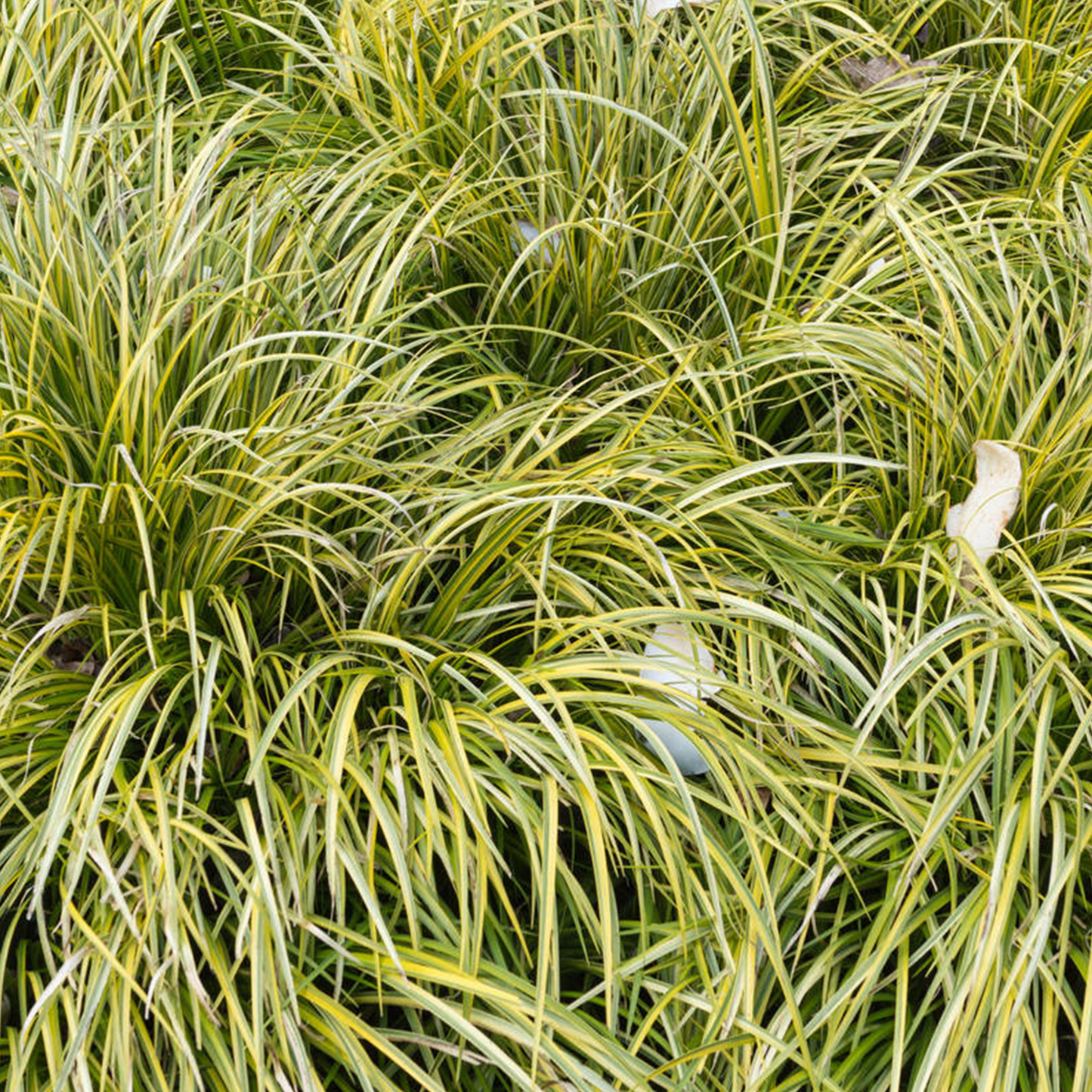 Acorus Golden Edge (9cm)