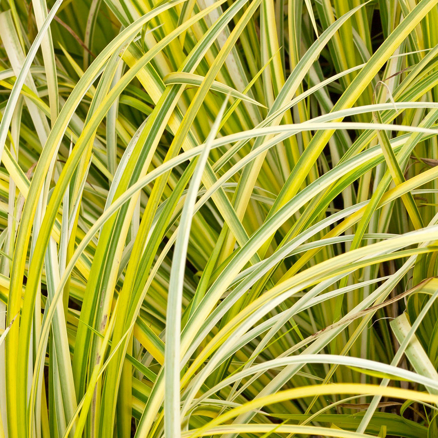 Acorus Golden Edge (9cm)