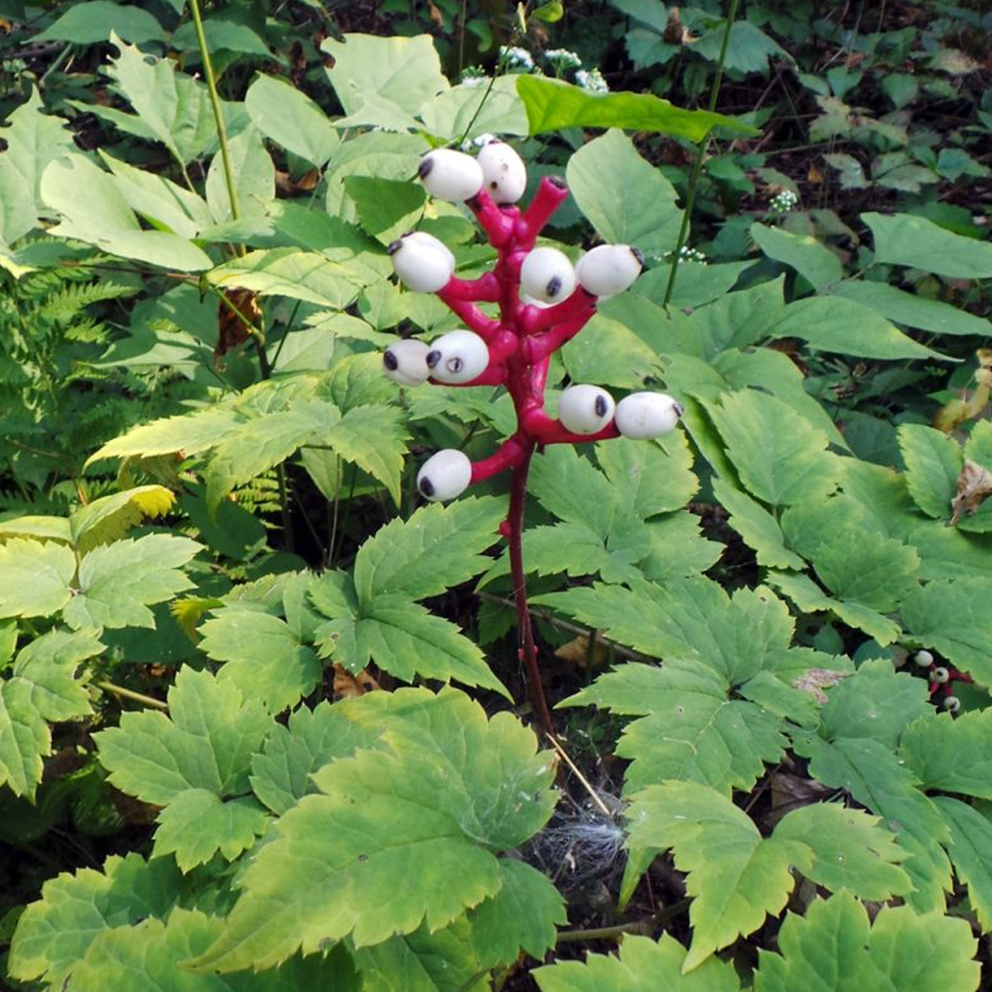 Actaea Misty Blue (9cm)