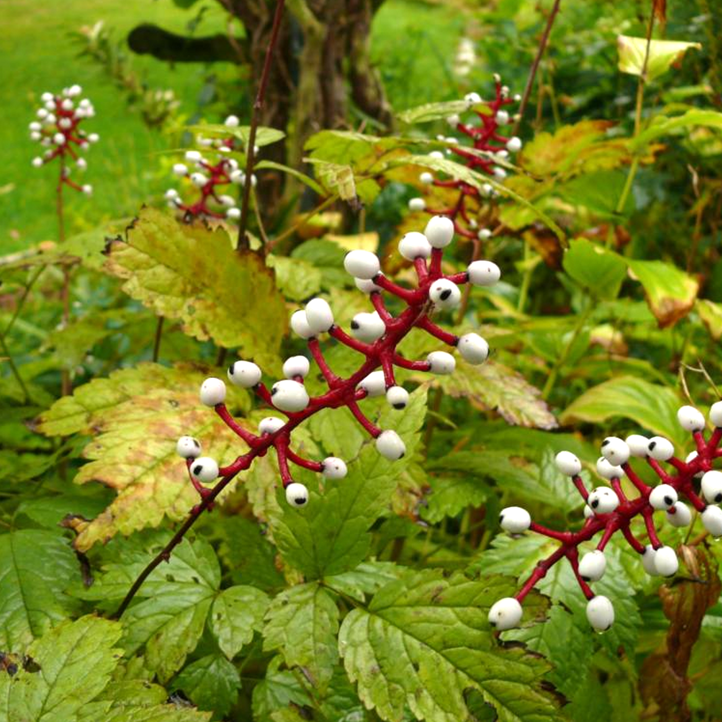 Actaea Misty Blue (9cm)