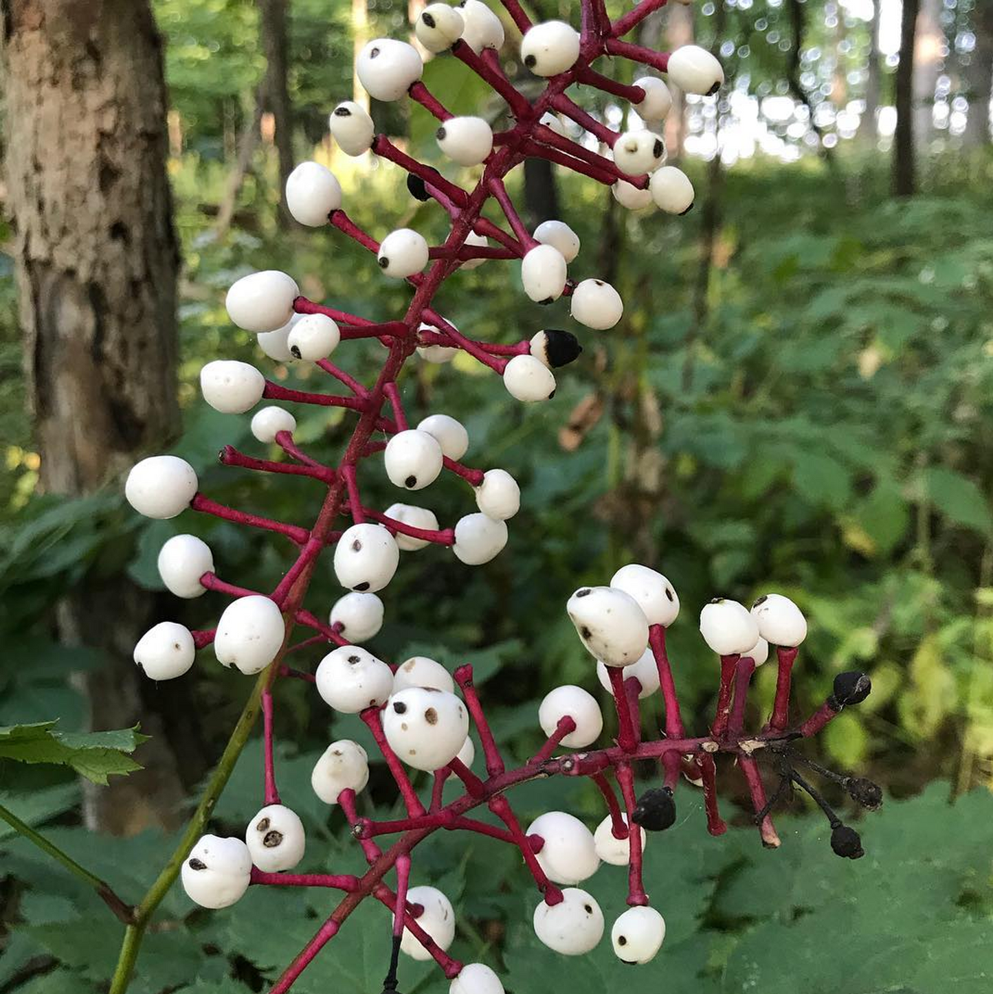 Actaea Misty Blue (9cm)